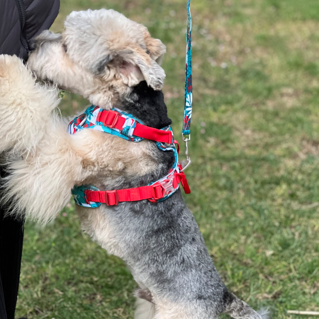 Arnés Calipso/Rojo Ergonómico Tahíti