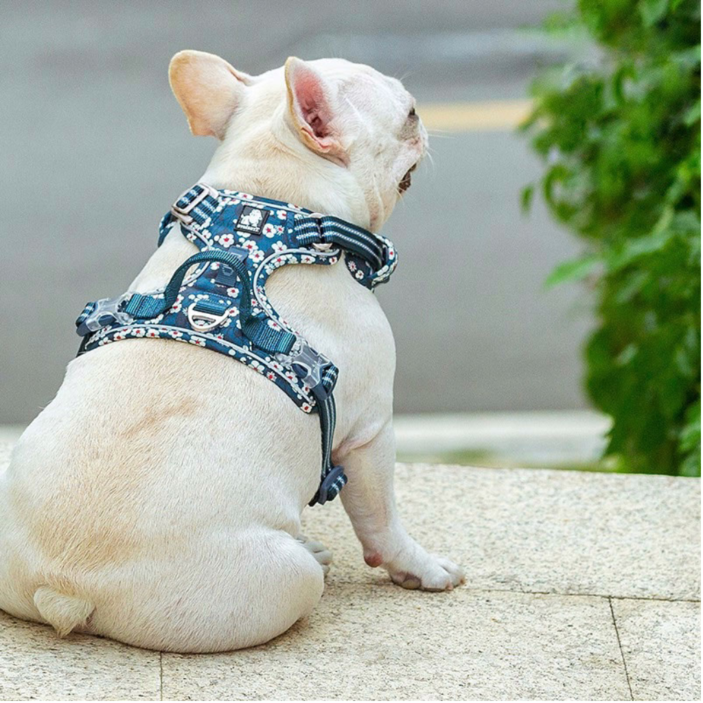 Arnés Azul Ergonómico Winter