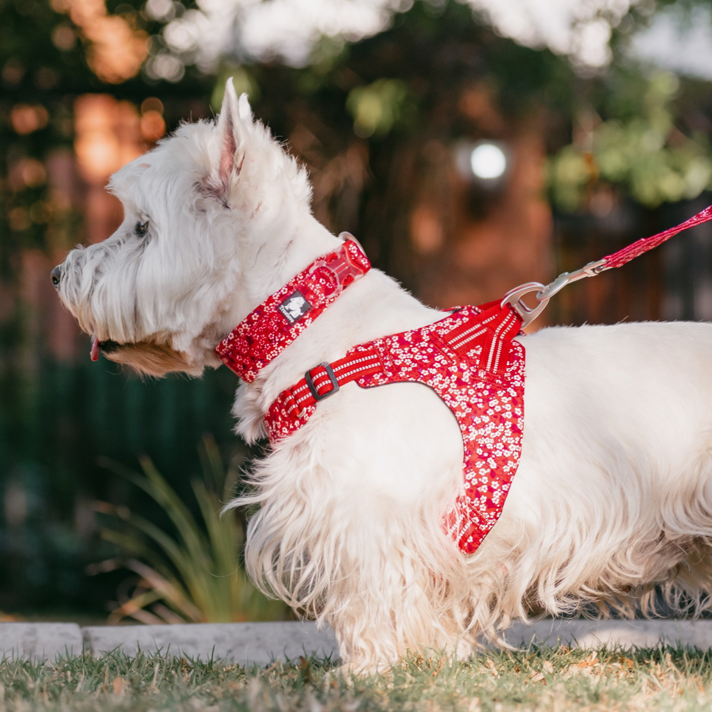 Collar Rojo Summer