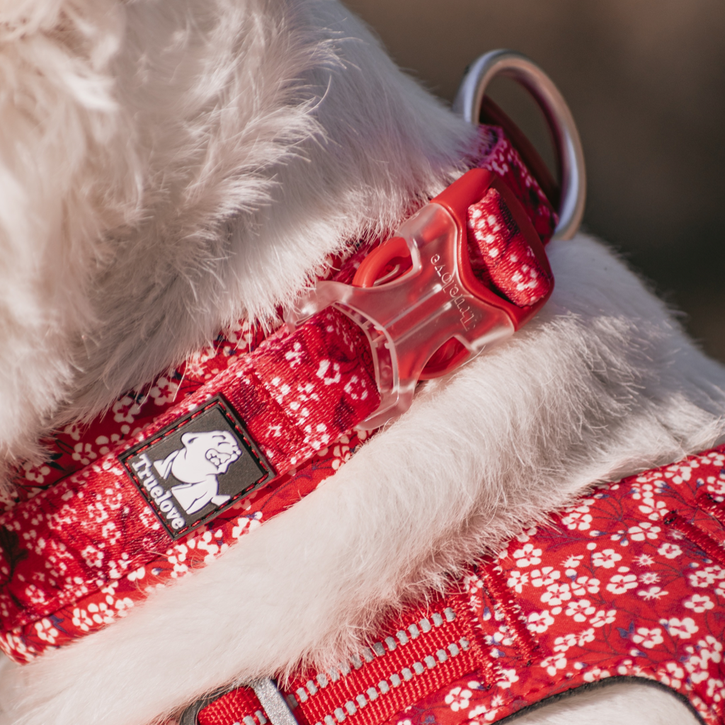 Collar Rojo Summer