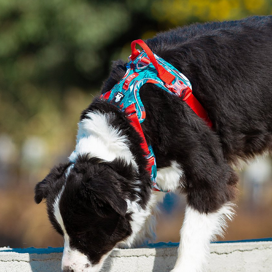 Arnés Calipso/Rojo Ergonómico Tahíti