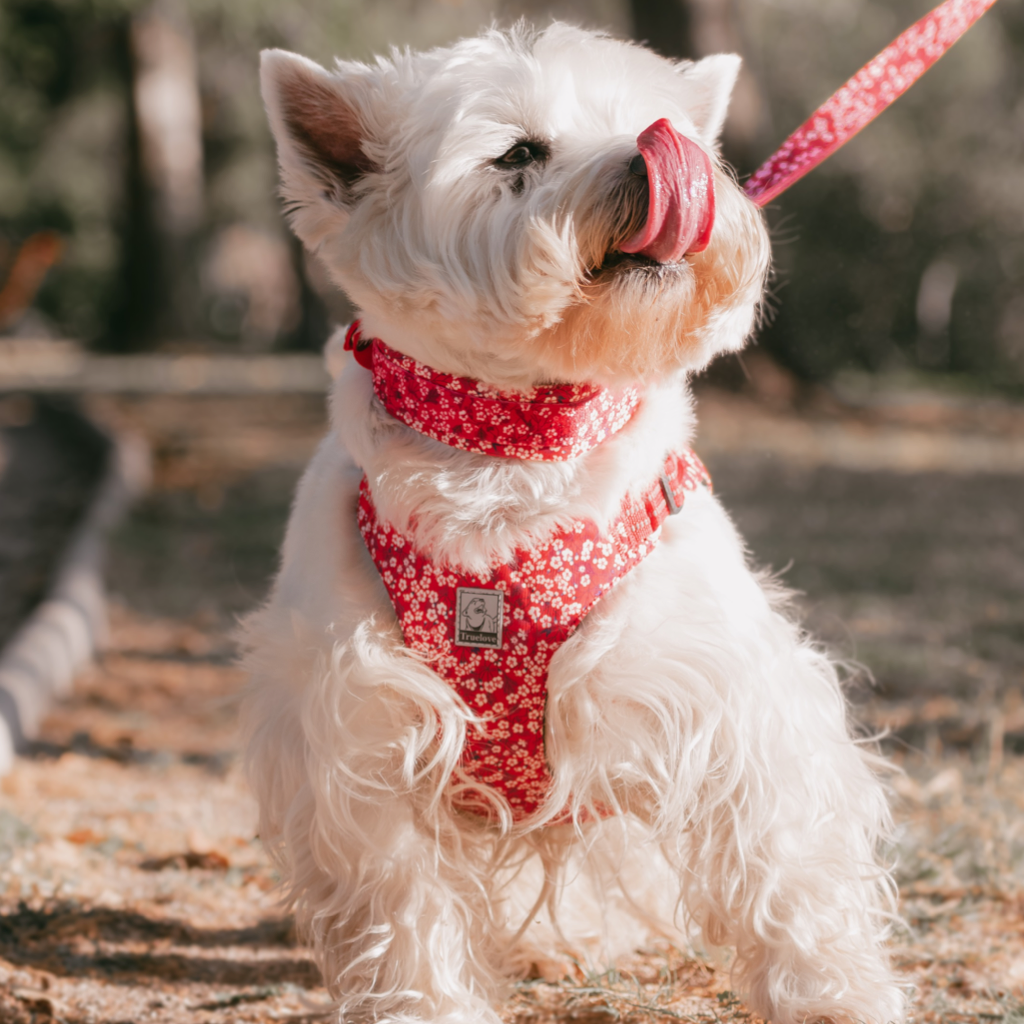 Collar Rojo Summer