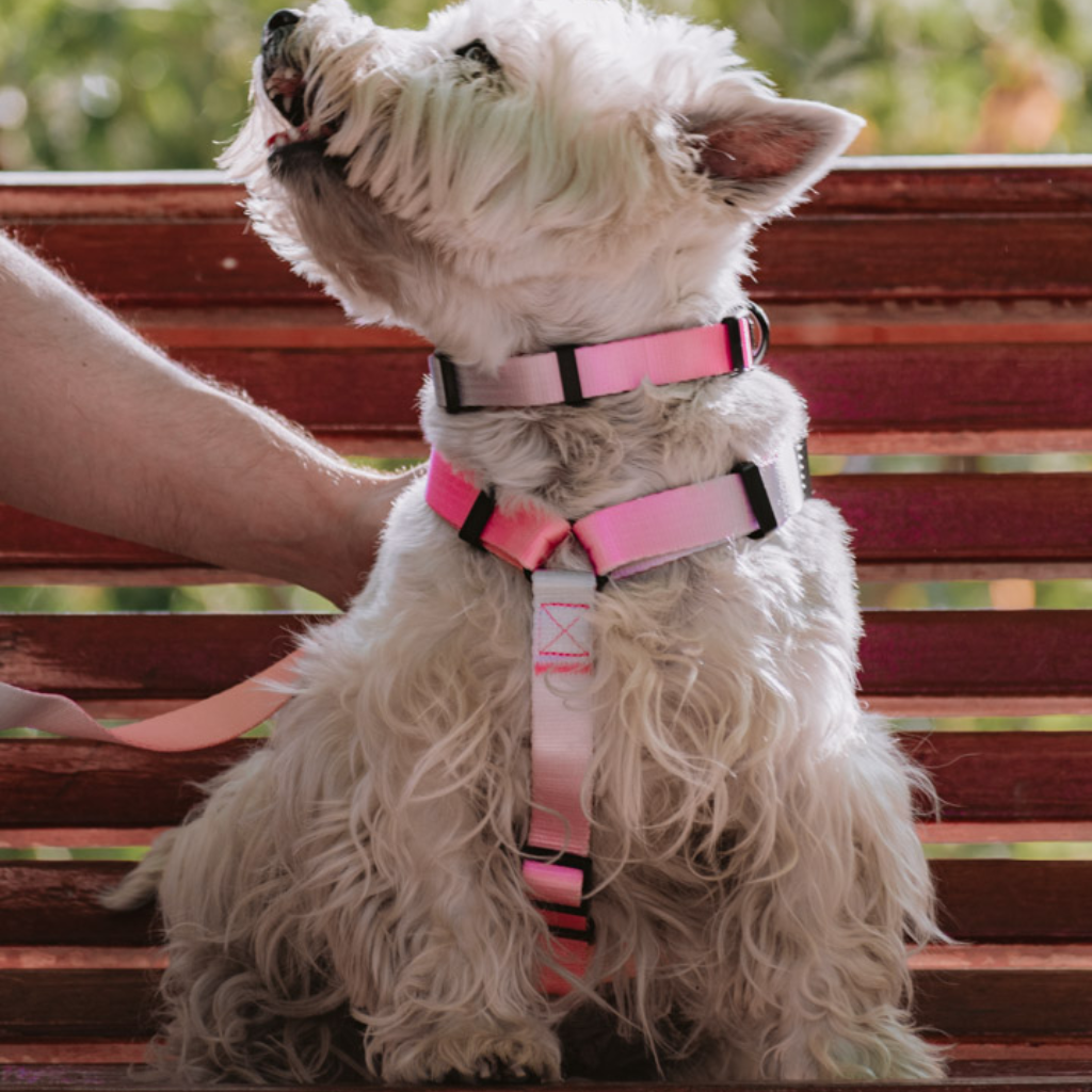 Collar Rosado Flúor Andrómeda