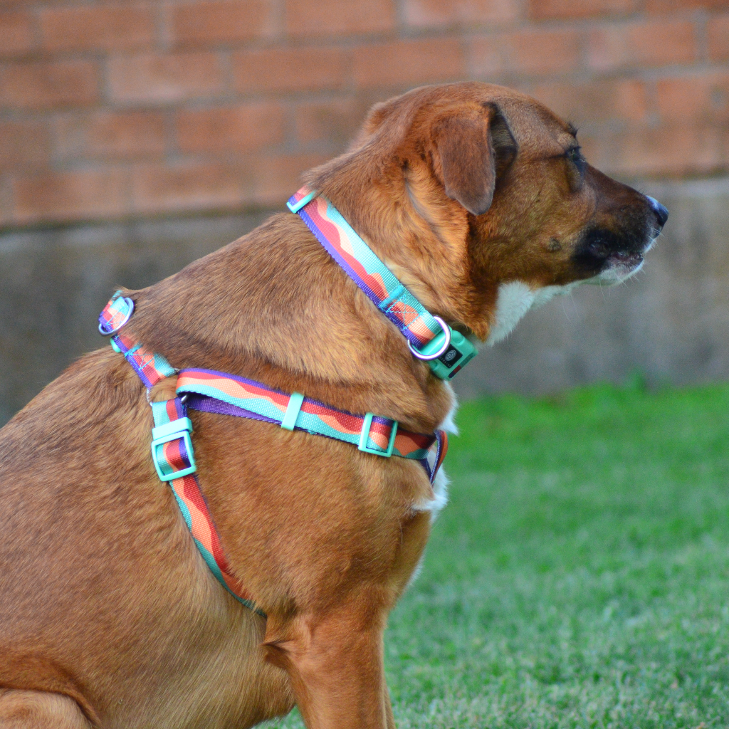 Collar Colorful Sunset