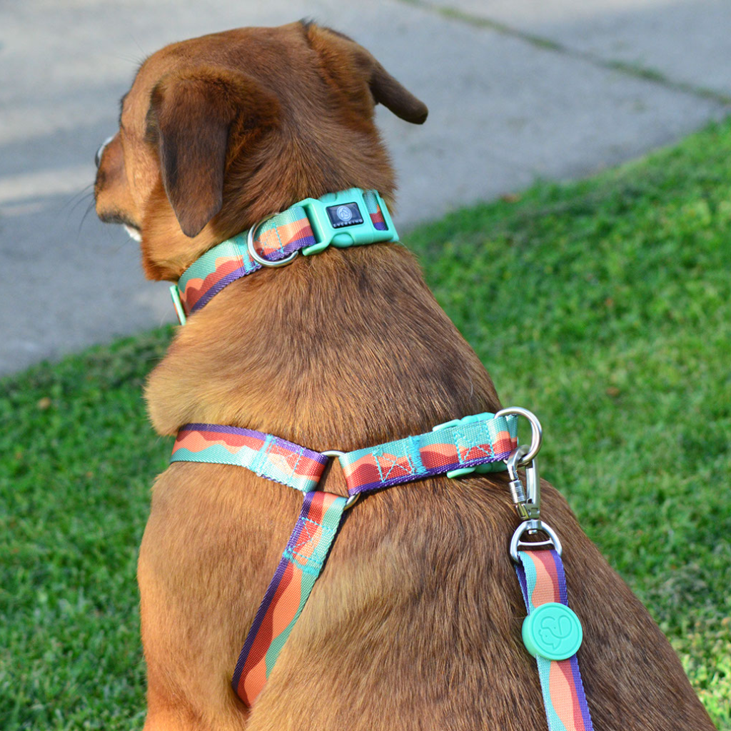 Collar Colorful Sunset