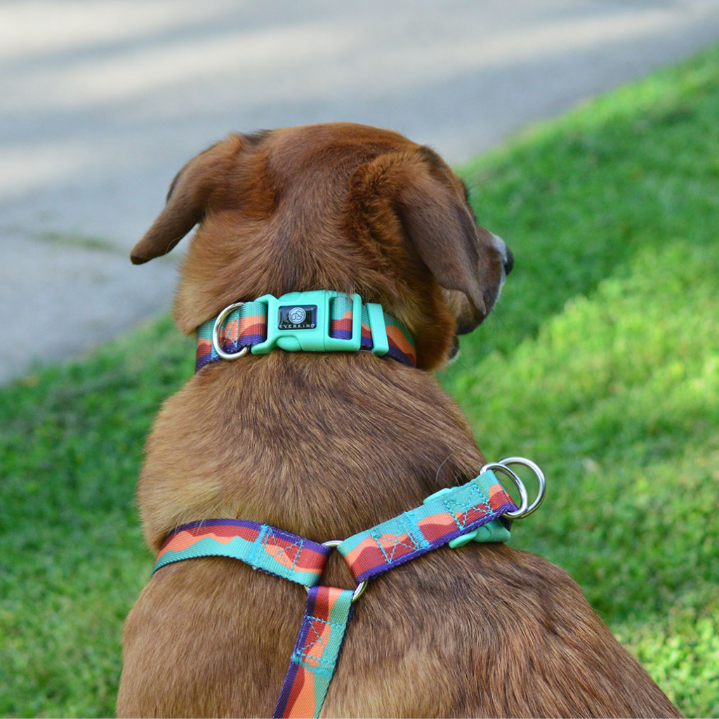 Collar Colorful Sunset