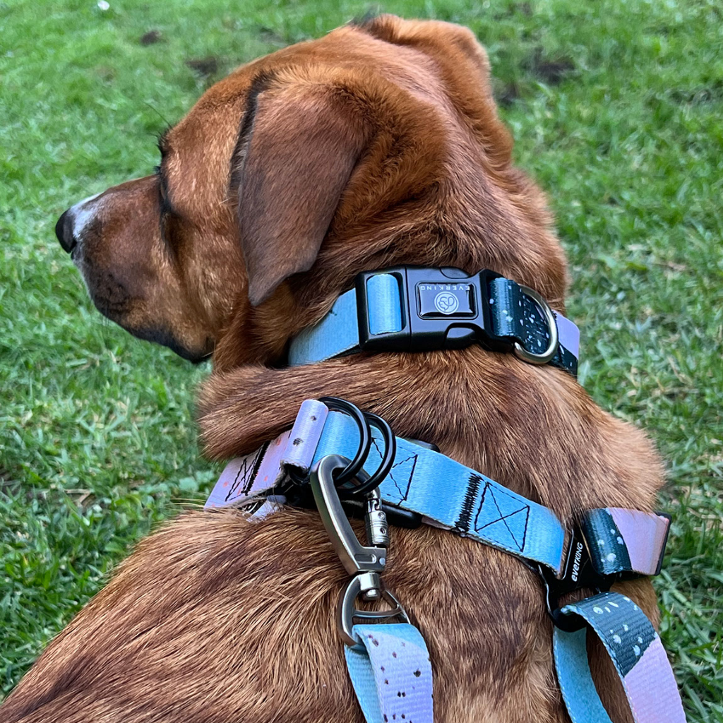 Collar Rosado Jungle Borneo